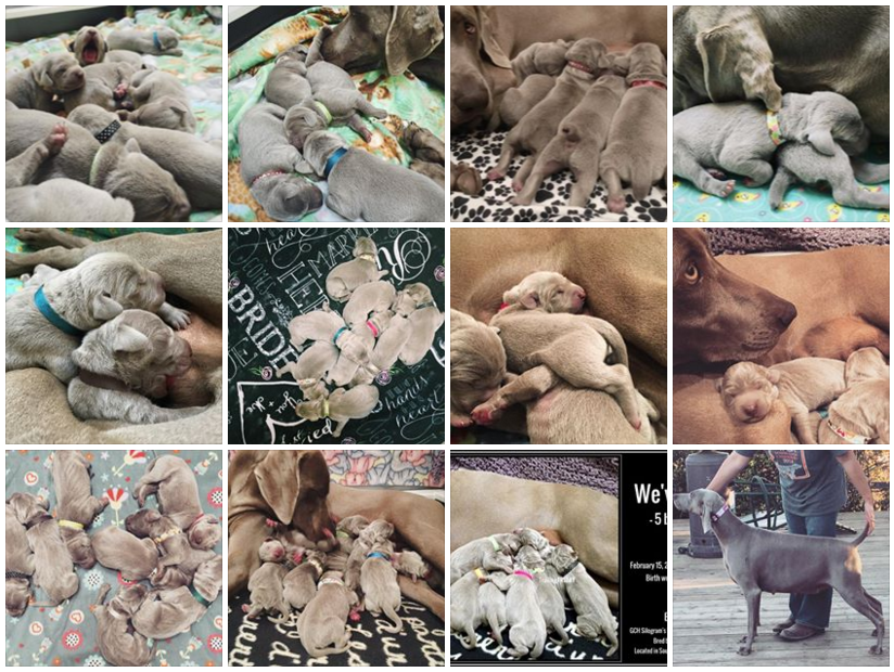 www.barrettweimaraners.com - Royce x Seren Puppies - Collage - 01