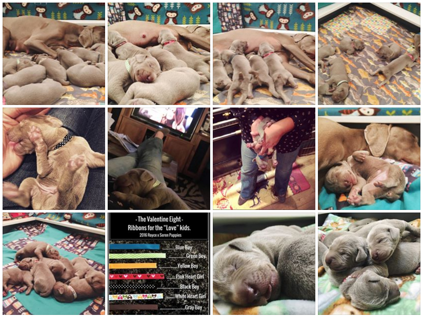 www.barrettweimaraners.com - Royce x Seren Puppies - Collage - 02
