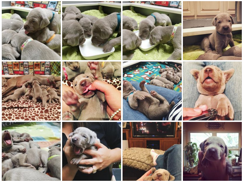 www.barrettweimaraners.com - Royce x Seren Puppies - Collage - 03