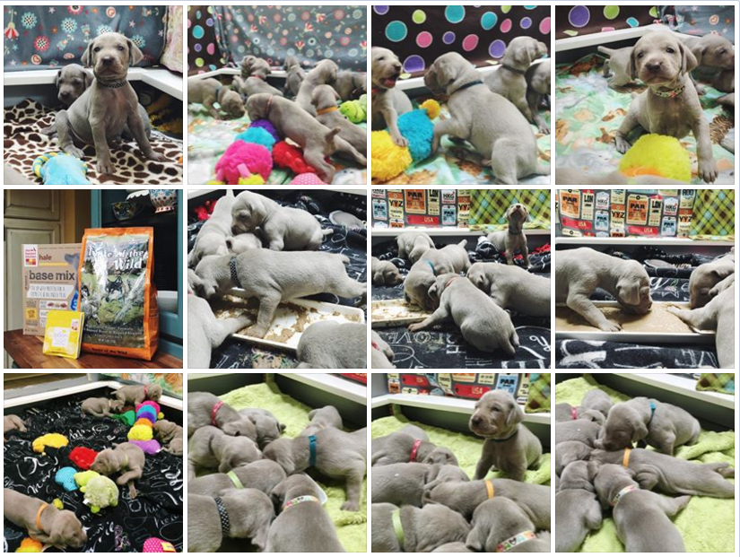 www.barrettweimaraners.com - Royce x Seren Puppies - Collage - 04