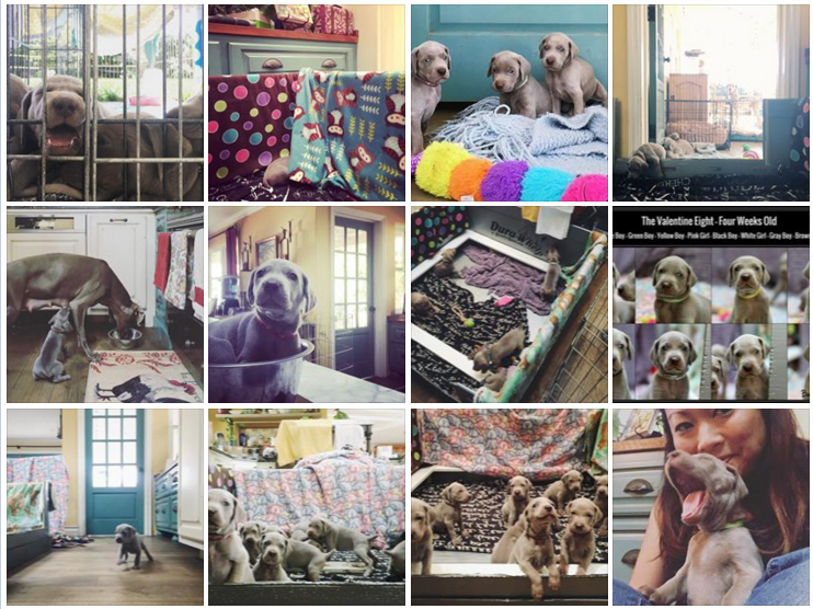 www.barrettweimaraners.com - Royce x Seren Puppies - Collage - 05