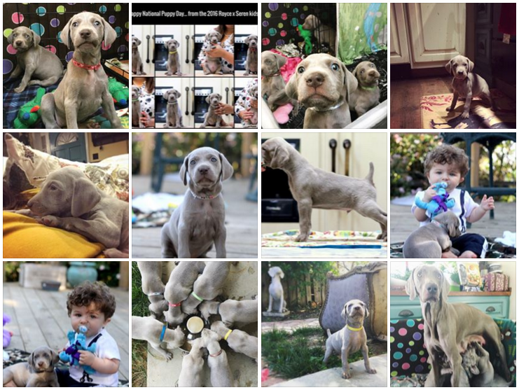 www.barrettweimaraners.com - Royce x Seren Puppies - Collage - 06