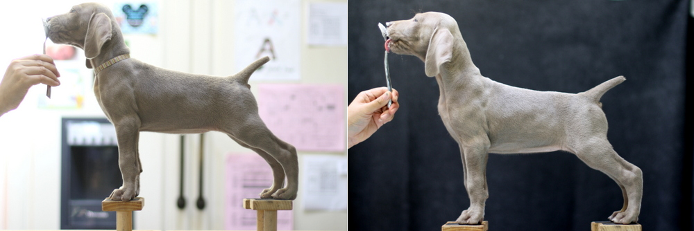 www.barrettweimaraners.com - Day 49 - Mimosa