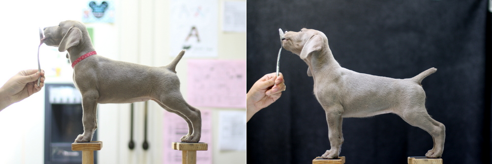 www.barrettweimaraners.com - Day 49 - Pinky