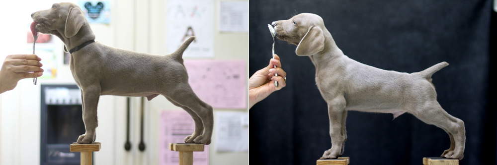 www.barrettweimaraners.com - Day 49 - Walrus