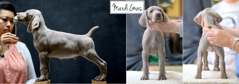 www.barrettweimaraners.com - Final Stacks - Day 56 - Mardi Gras - Posted