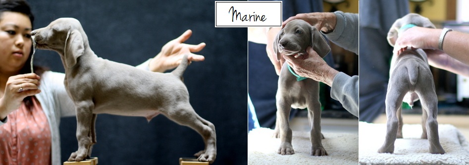 www.barrettweimaraners.com - Final Stacks - Day 56 - Marine - Posted