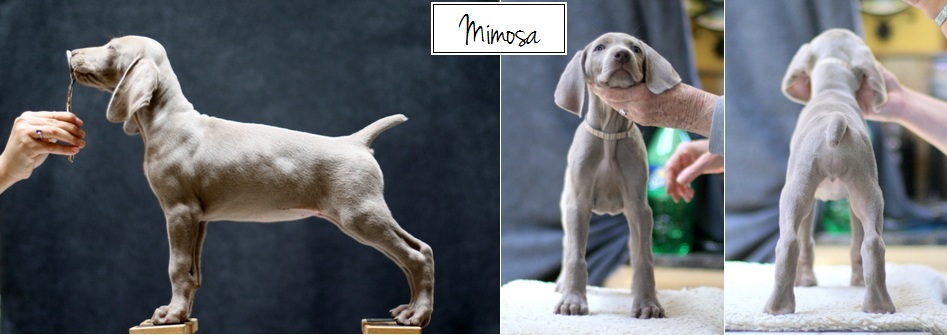 www.barrettweimaraners.com - Final Stacks - Day 56 - Mimosa - Posted