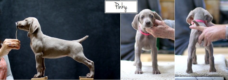 www.barrettweimaraners.com - Final Stacks - Day 56 - Pinky - Posted