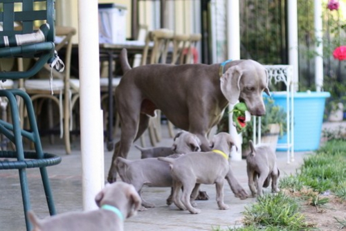 www.barrettweimaraners.com – May 2014 1272