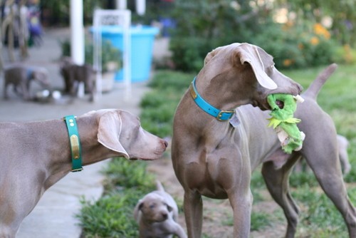 www.barrettweimaraners.com – May 2014 1279