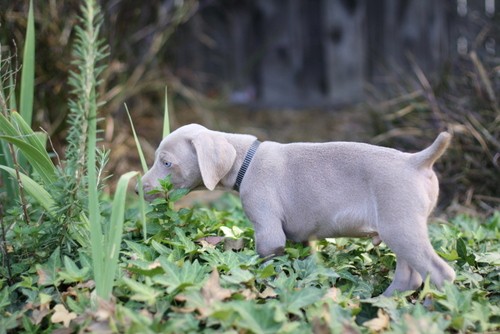www.barrettweimaraners.com – May 2014 1295