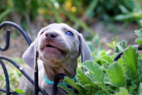 www.barrettweimaraners.com – May 2014 1337