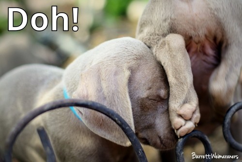 www.barrettweimaraners.com – May 2014 1369