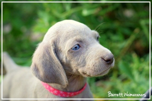 www.barrettweimaraners.com – May 2014 1433