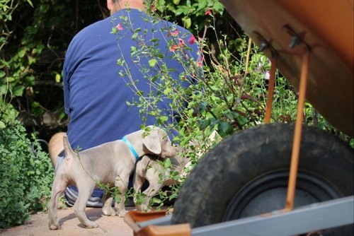 www.barrettweimaraners.com – May 2014 1489