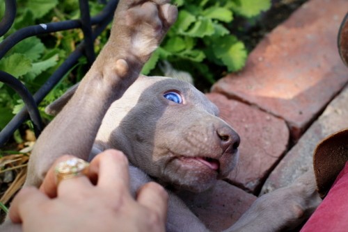 www.barrettweimaraners.com – May 2014 1530