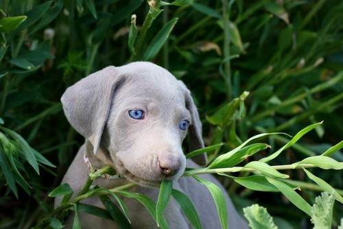 www.barrettweimaraners.com – May 2014 1545