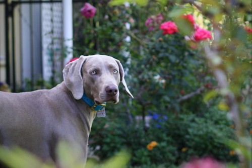 www.barrettweimaraners.com – May 2014 1562