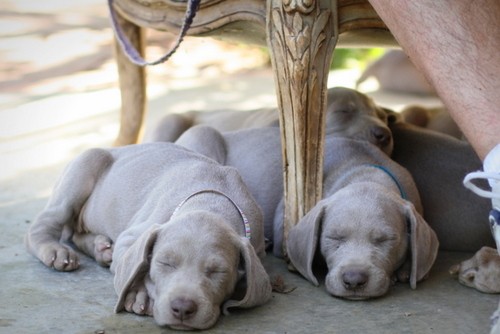 www.barrettweimaraners.com – May 2014 1580