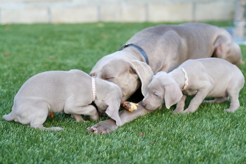 www.barrettweimaraners.com – May 2014 1827