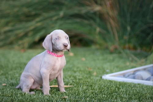 www.barrettweimaraners.com – May 2014 1843