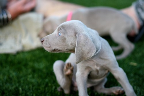 www.barrettweimaraners.com – May 2014 1900