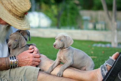 www.barrettweimaraners.com – May 2014 1934