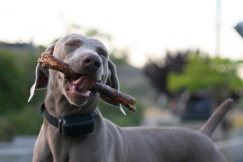 www.barrettweimaraners.com – May 2014 1953