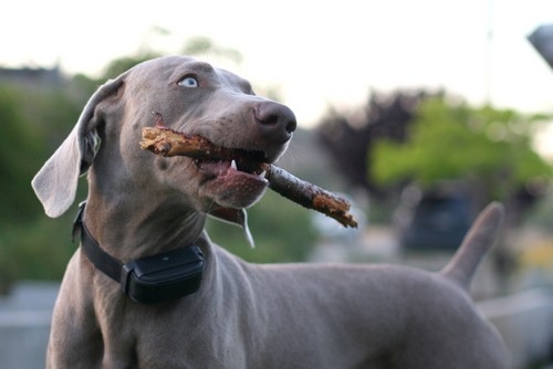 www.barrettweimaraners.com – May 2014 1956