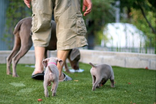 www.barrettweimaraners.com – May 2014 2006