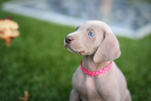 www.barrettweimaraners.com – May 2014 2025