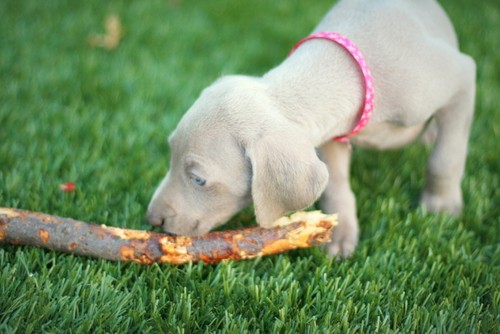www.barrettweimaraners.com – May 2014 2028