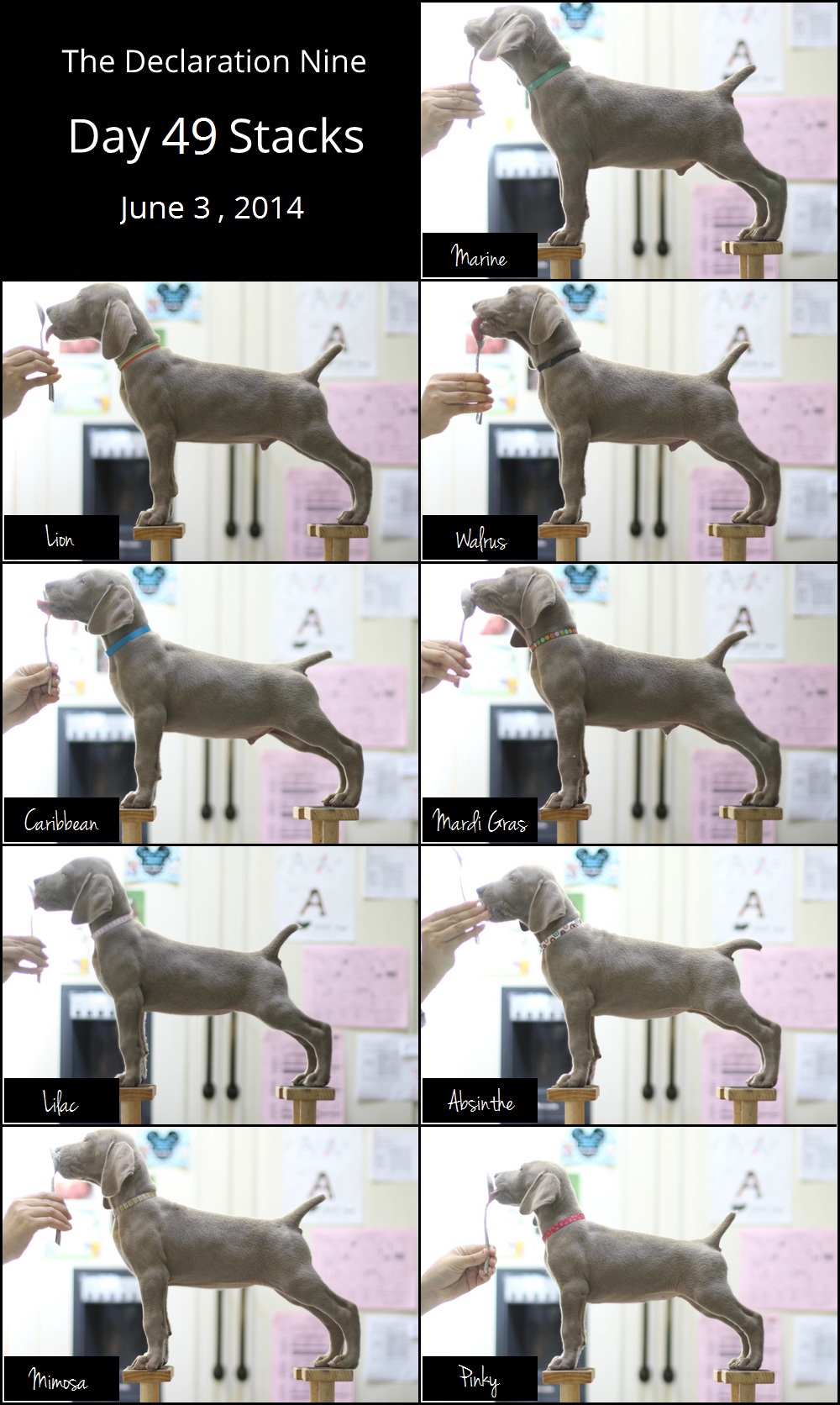 www.barrettweimaraners.com - The Declaration Nine - Day 49 Stacks - Labeled - Final