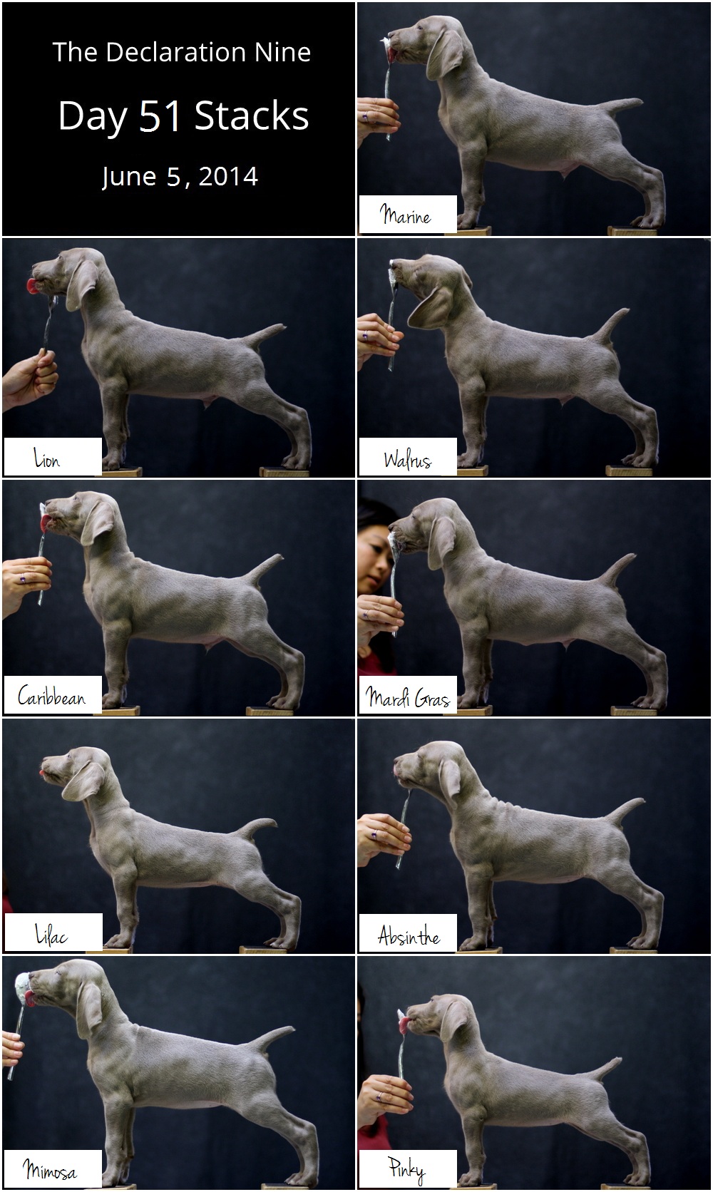 www.barrettweimaraners.com - The Declaration Nine - Day 51 Stacks - Labeled - Final