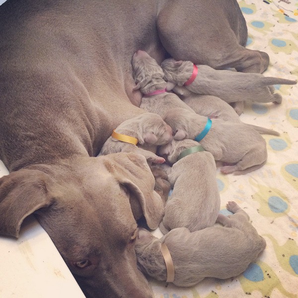 www.barrettweimaraners.com – First Two Weeks – 01