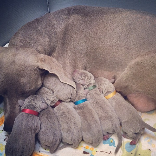 www.barrettweimaraners.com – First Two Weeks – 02