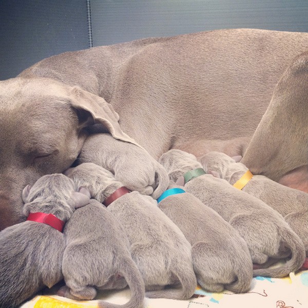 www.barrettweimaraners.com – First Two Weeks – 03
