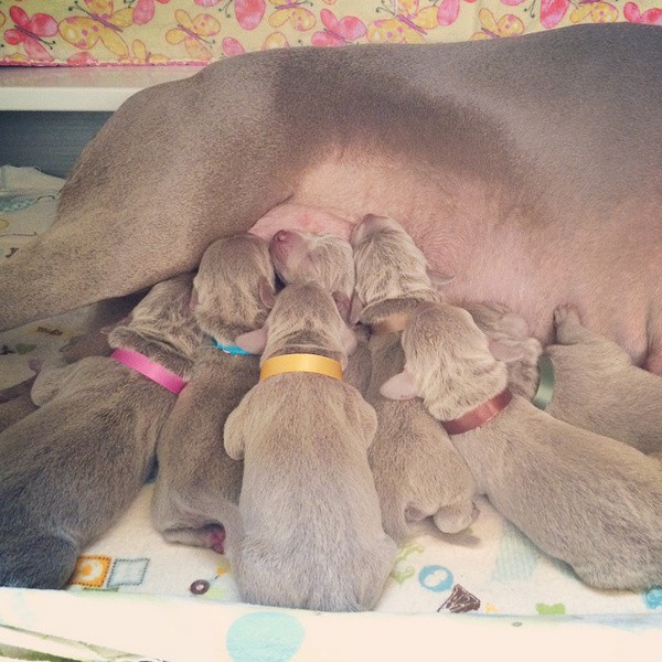 www.barrettweimaraners.com – First Two Weeks – 04