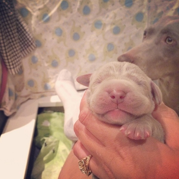 www.barrettweimaraners.com – First Two Weeks – 07