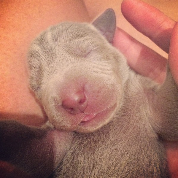 www.barrettweimaraners.com – First Two Weeks – 08
