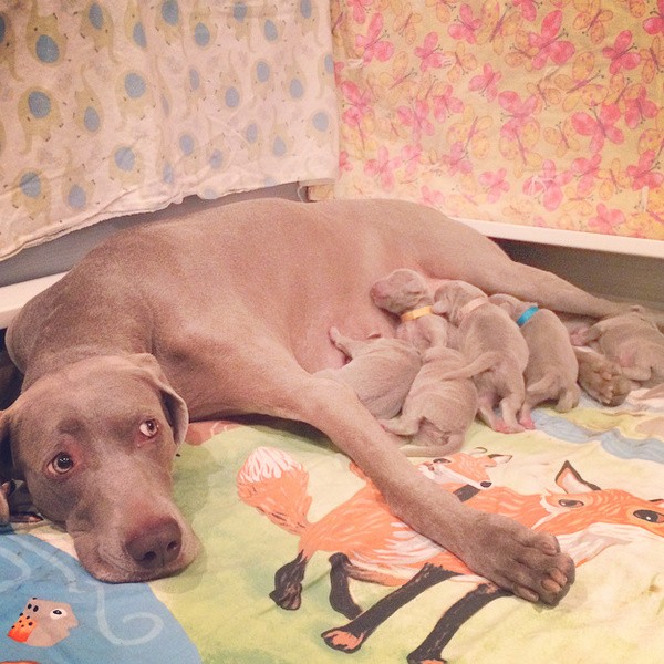 www.barrettweimaraners.com – First Two Weeks – 12