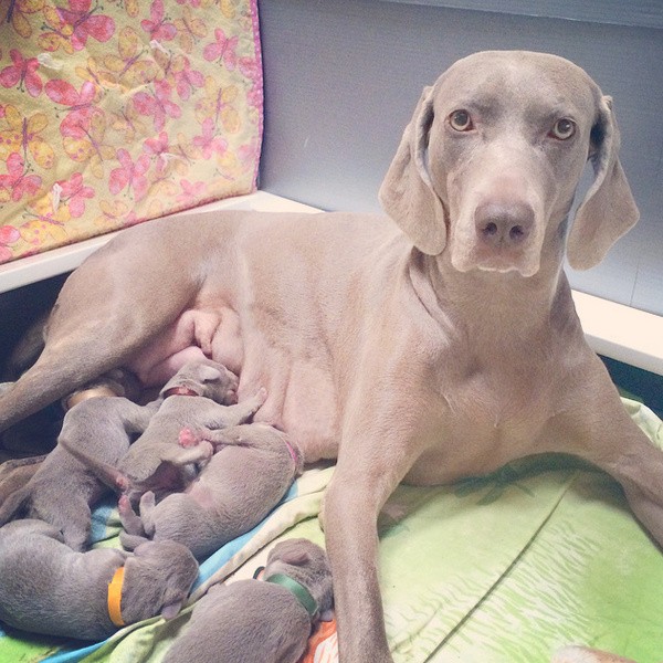 www.barrettweimaraners.com – First Two Weeks – 13
