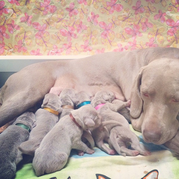 www.barrettweimaraners.com – First Two Weeks – 14