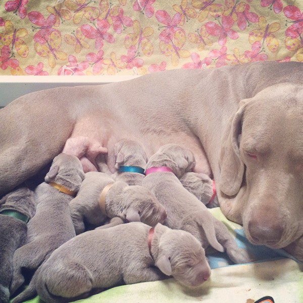 www.barrettweimaraners.com – First Two Weeks – 15