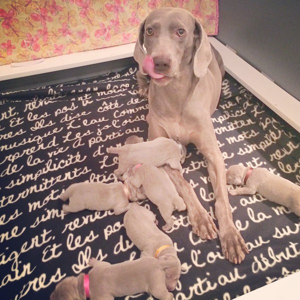 www.barrettweimaraners.com – First Two Weeks – 17