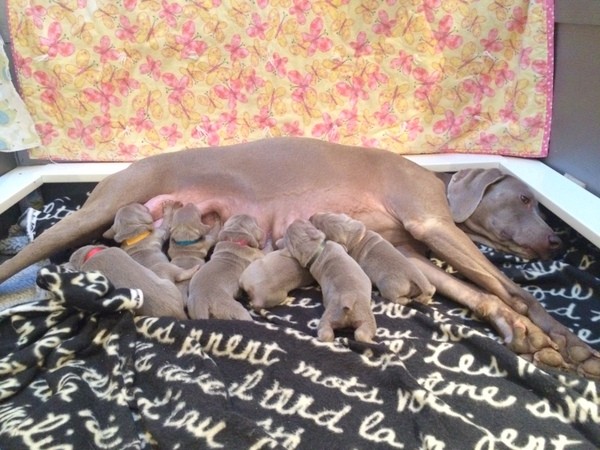 www.barrettweimaraners.com – First Two Weeks – 23