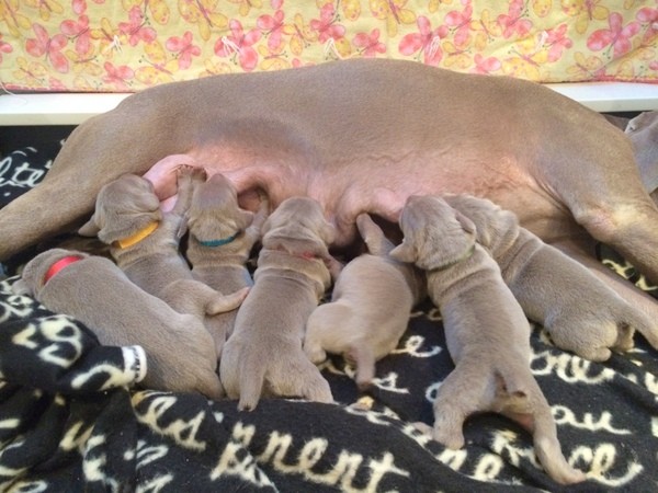 www.barrettweimaraners.com – First Two Weeks – 24