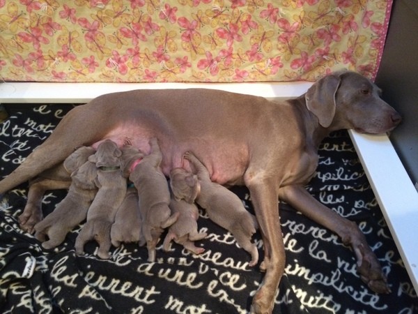 www.barrettweimaraners.com – First Two Weeks – 26