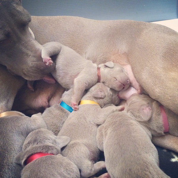 www.barrettweimaraners.com – First Two Weeks – 29